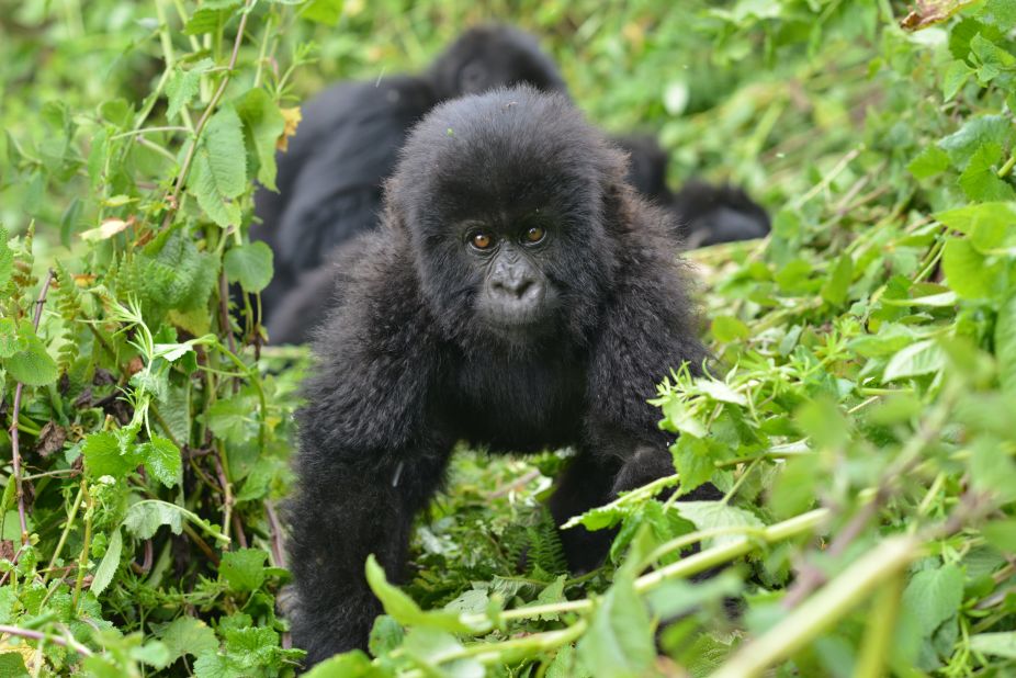 An infant mountain gorilla is protected by the Dian Fossey Gorilla Fund in Volcanoes National Park, Rwanda.