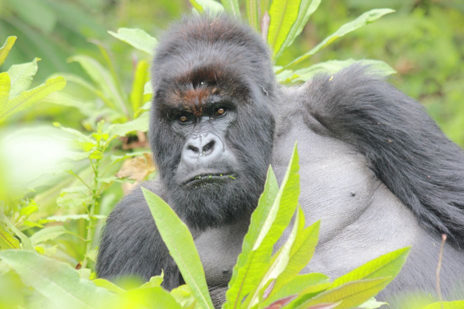 A silverback mountain gorilla surveys the surroundings in Volcanoes National Park, Rwanda.