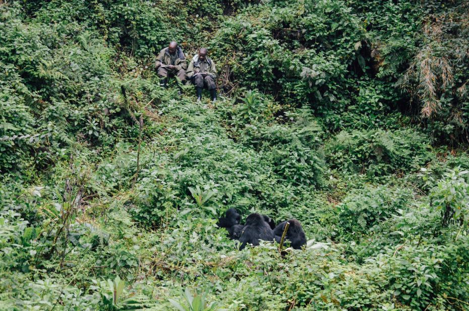 The Fossey Fund's trackers watch a group of gorillas.