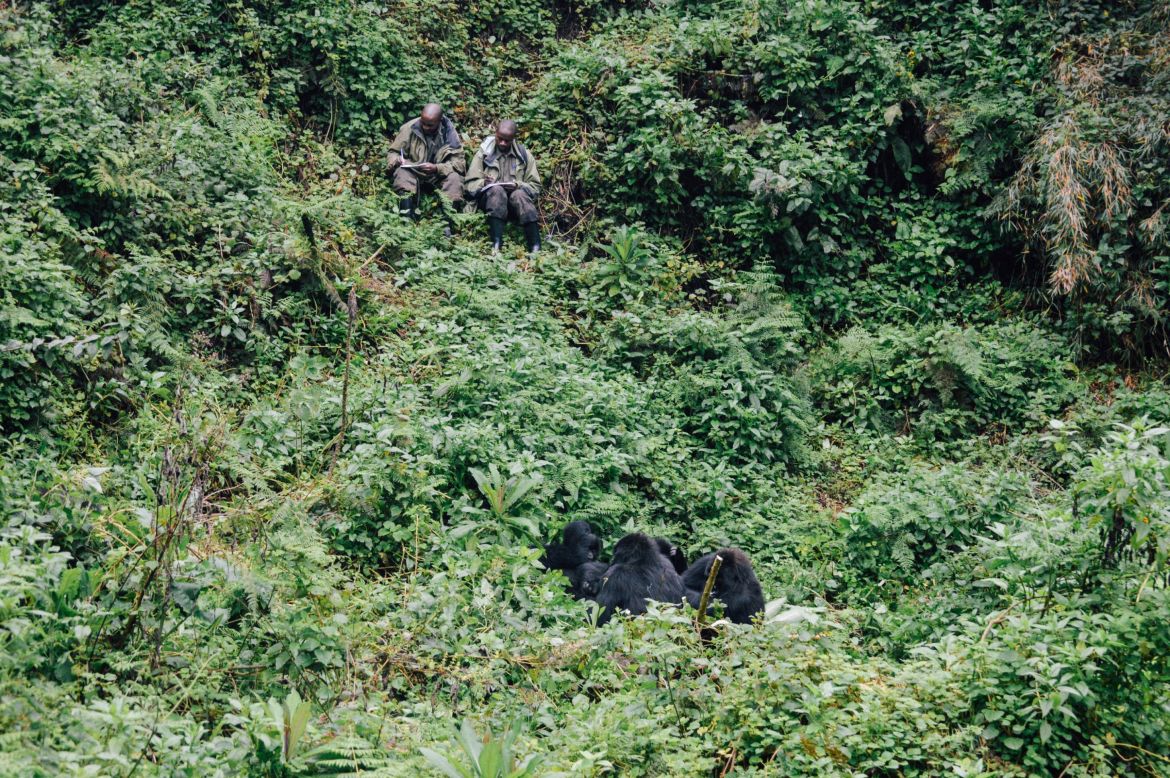 The Fossey Fund's trackers watch a group of gorillas.