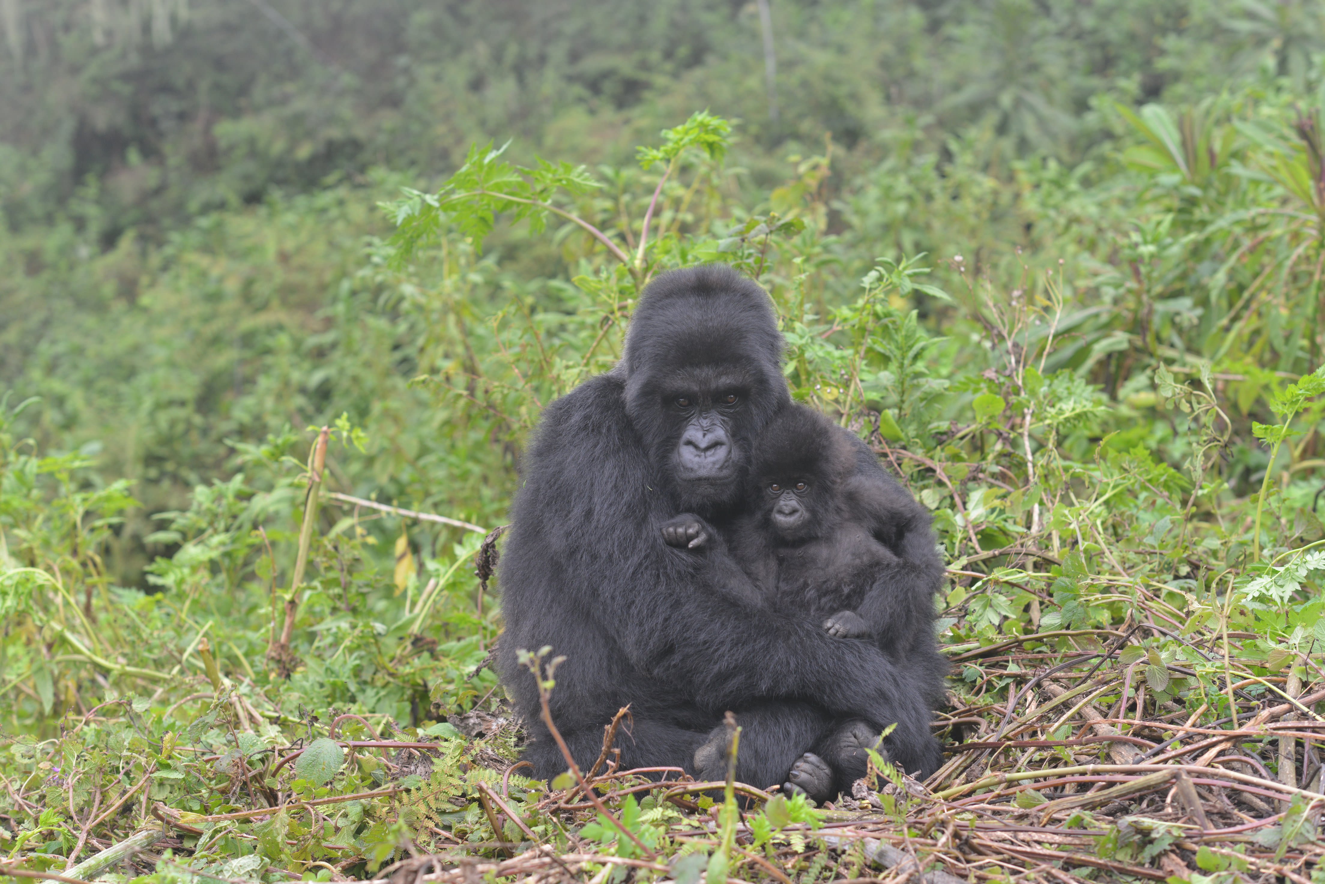 Dian Fossey Gorilla Fund - Best hair award goes to Ikaze's newest