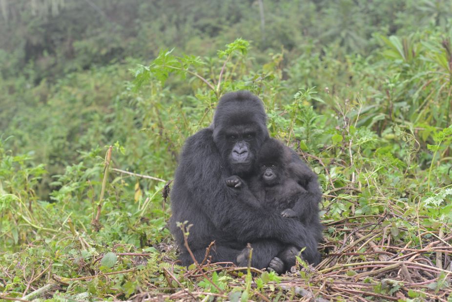 A mother mountain gorilla holds an infant in Volcanoes National Park, Rwanda.