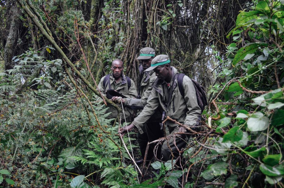 Anti-poaching patrols dismantle a snare in December 2014  in Volcanoes National Park, Rwanda. 