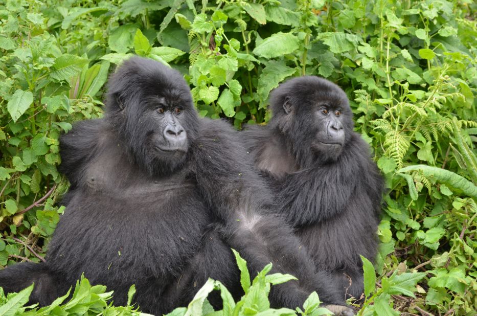 <strong>Mountain gorillas, Rwanda:</strong> It's one of the most rewarding encounters in the natural world -- a close-up meeting with Rwanda's mountain gorillas.