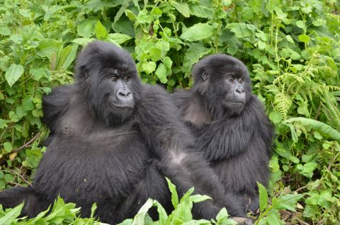 Mountain gorillas are protected by the Dian Fossey Gorilla Fund in Volcanoes National Park, Rwanda.
