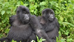 Mountain gorillas that the Dian Fossey Gorilla Fund protects in Volcanoes National Park, Rwanda.