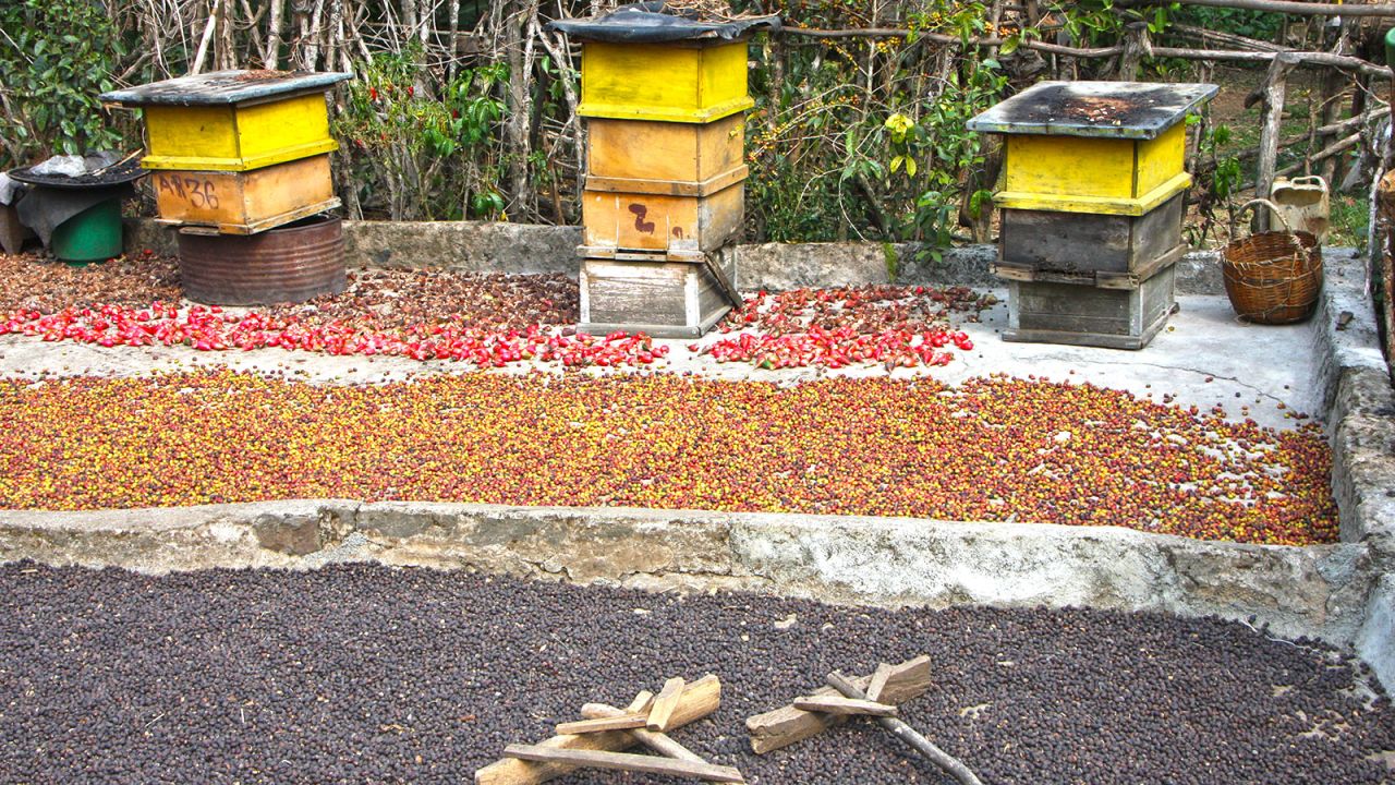 Beehives sit beside coffee drying in the sun at a local homestead in the forest.
