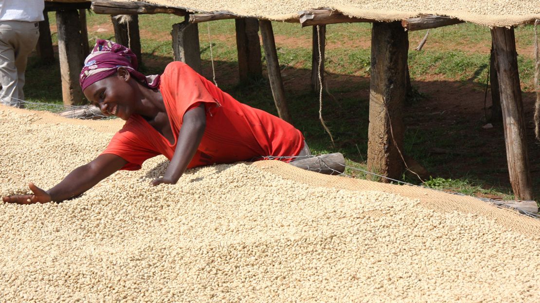 Coffee beans must be extracted from their cherries then cleaned and dried.