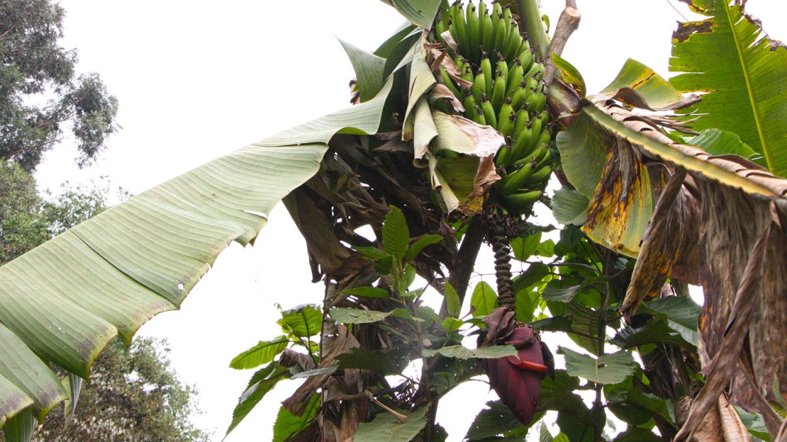 A banana tree in the forest with its distinctive purple flower growing downward. 
