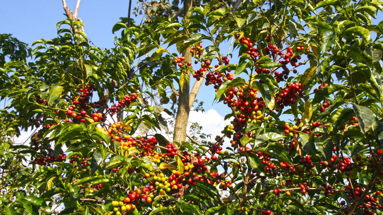 Bonga in Ethiopia is claimed as the birthplace of Arabica coffee. Despite the drink's success, the region largely remains a backwater, although Ethiopia's tourism chiefs are now hoping to bring in more visitors.