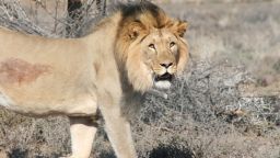 lion escapes from karoo national park south africa