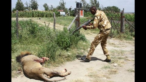 A ranger of Kenya Wildflife Serive aims his gun at a lion on March 30.