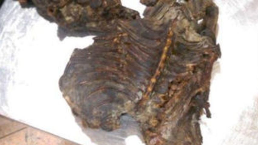 monkey meat interpol europol food raids