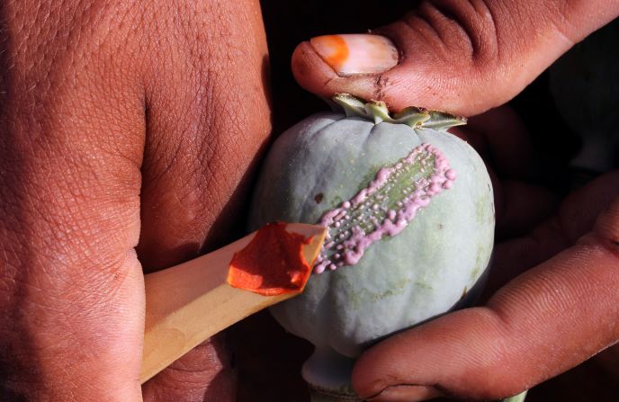 Current opioid production methods involve harvesting sap from poppies (pictured) and processing them to produce opioid drugs, which takes one year.