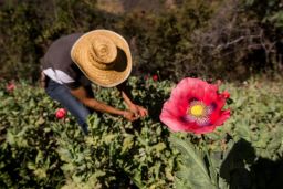 Opium poppies are a major crop, and source of income, for many farmers.