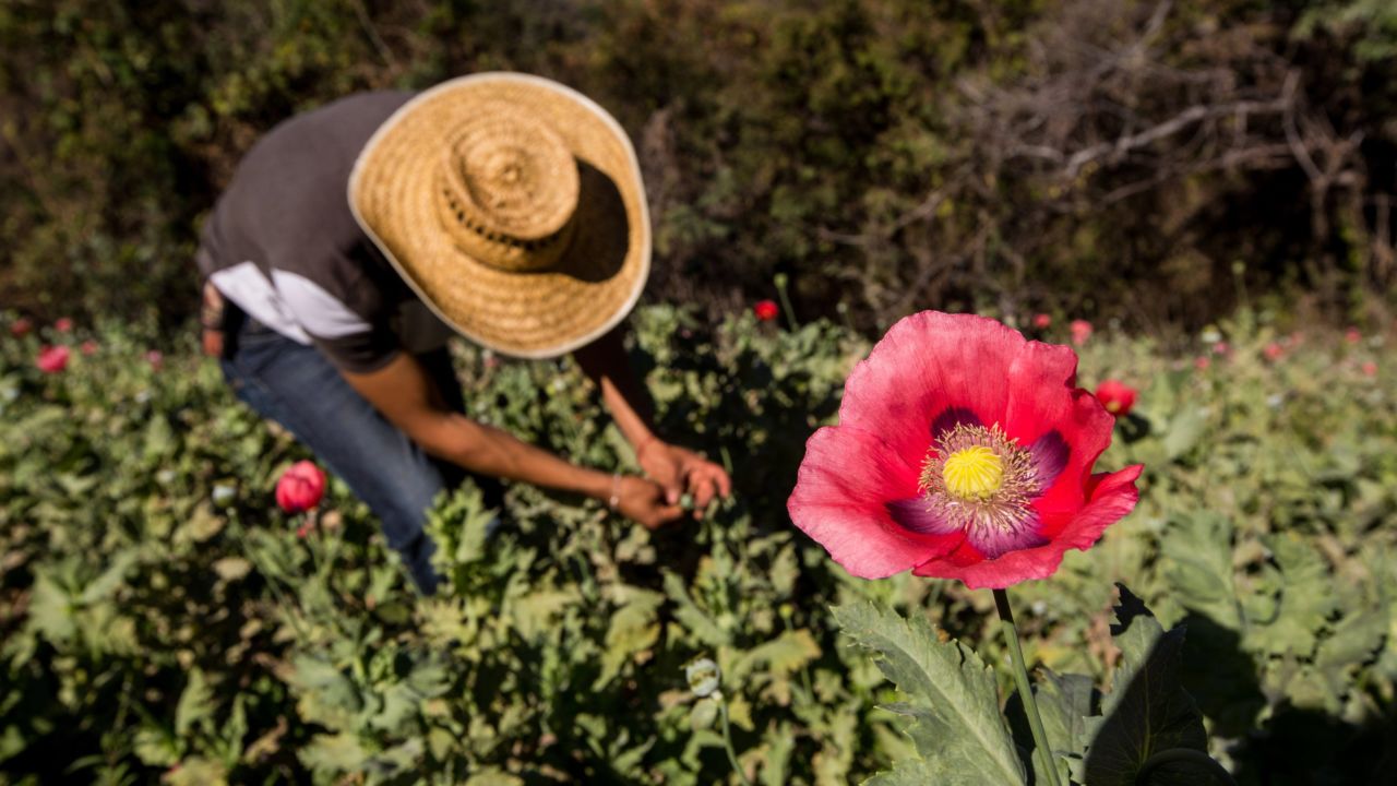 Opium poppies are a major crop, and source of income, for many farmers.