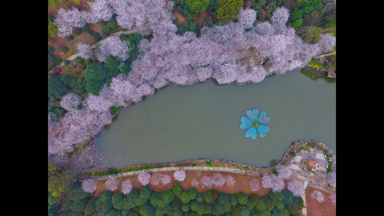 It's not just Japan -- China loves its cherry blossoms, too. This Cherry Blossom Festival was held in Hunan Forest Botanical Garden in March 2016. 