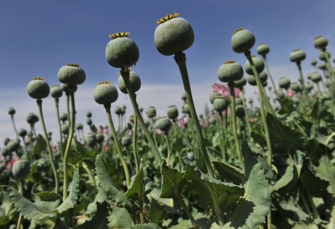 Poppies have been used for medicinal purposes for centuries by ancient civilizations all over the world. Today, they are the primary source for many painkillers.