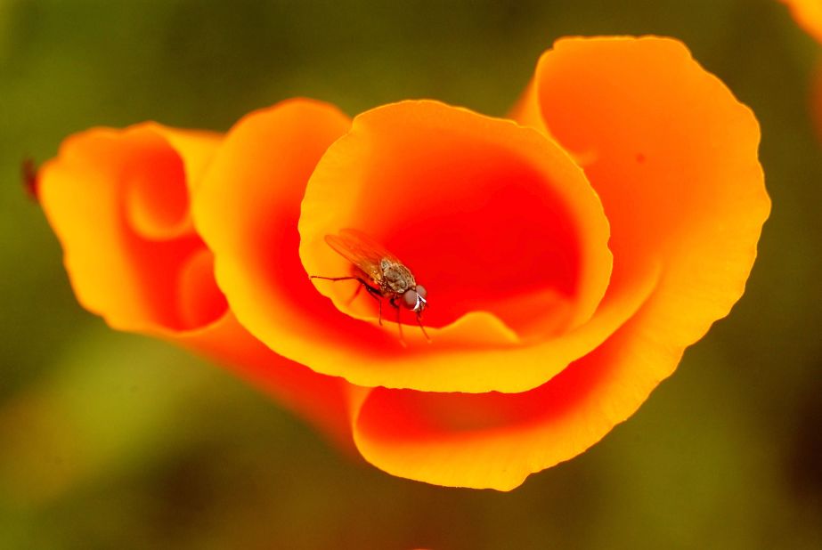 As well as Opium poppies, the yeast are engineered to have genes from six other organisms, including California poppies (pictured).