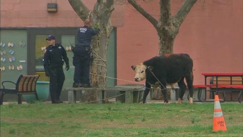 NYPD officers capture an escaped bull on the campus of York College in New York. 