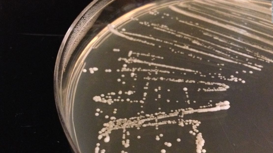 Genetically-engineered yeast growing in a petri dish at Smolke's laboratory at Stanford University.