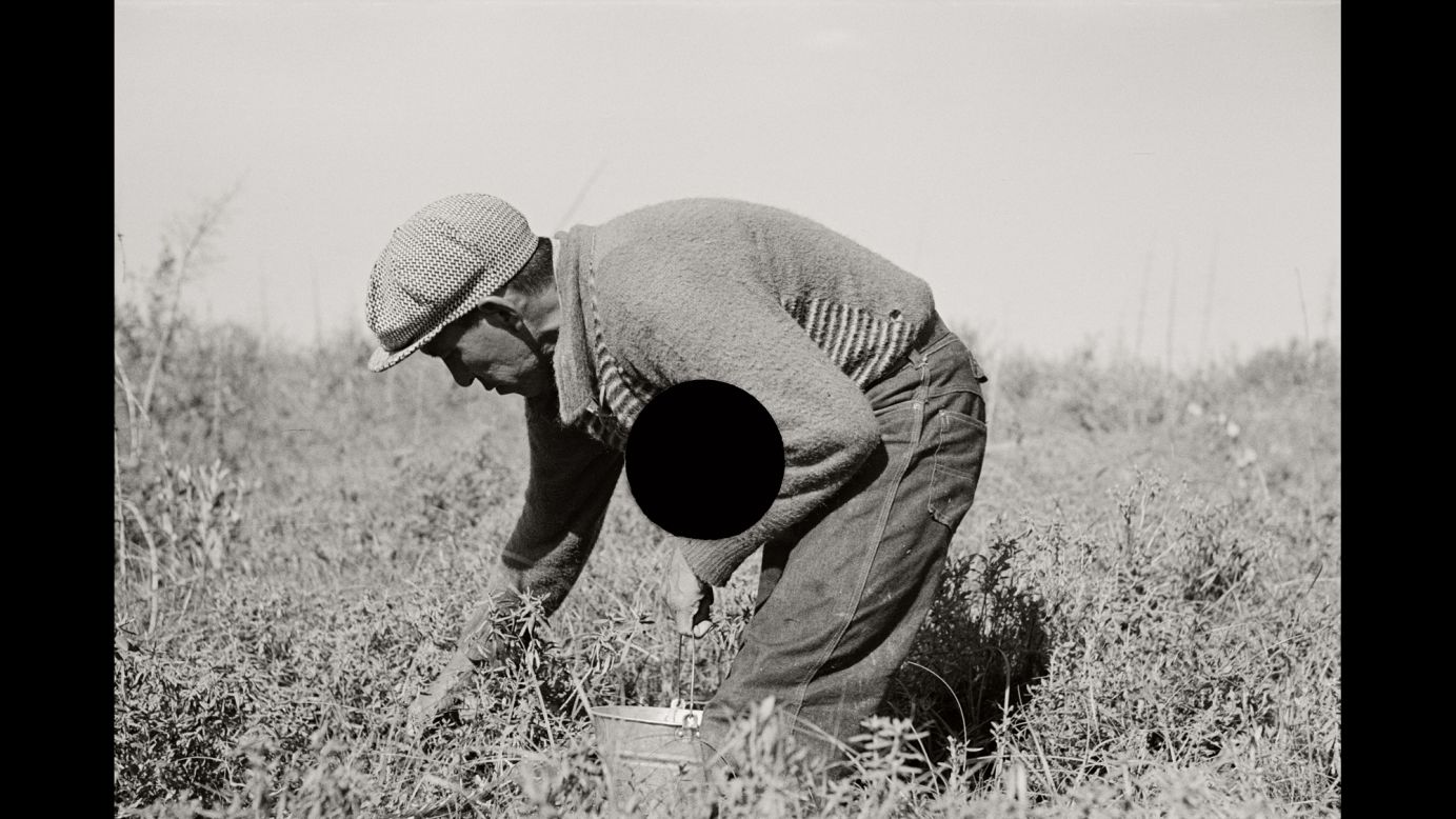 A man picks blueberries near Little Fork, Minnesota, in 1937.