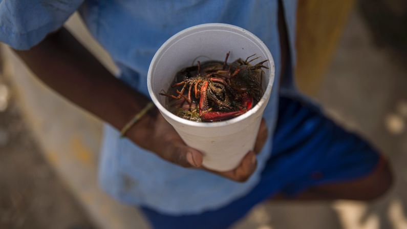 A student shows off crawfish he found in a canal by the Esperanza school. Jacmel, on Haiti's southern coast, is very different from what the school's families know in Esperanza, a rich agricultural region where Haitian immigrants often work in the rice fields or on tobacco and banana plantations. Some 25 families -- about 170 people -- later moved to Jacmel, which many consider Haiti's cultural capital. It's a place of artists and beaches where tourism is the biggest draw. 