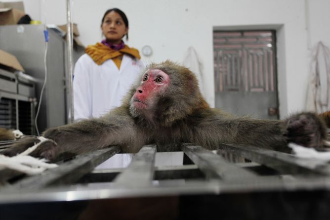 The breeding of macaque monkeys for animal testing is exposed and explored by Li Feng, who was shortlisted in the "Environment" category.