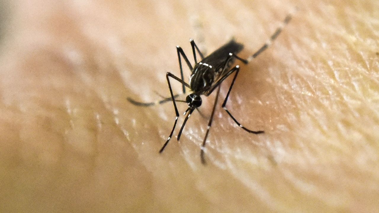 An Aedes Aegypti mosquito on human skin in a lab of the International Training and Medical Research Training Center (CIDEIM) in 2016. 
