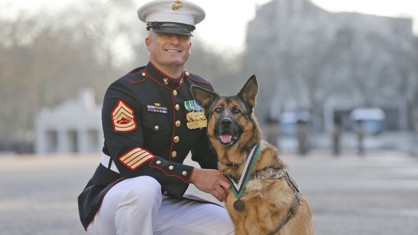 Gunnery sergeant Christopher Willingham, of Tuscaloosa, Alabama, USA, poses with US Marine dog Lucca, after receiving the PDSA Dickin Medal, awarded for animal bravery, equivalent of the Victoria Cross, at Wellington Barracks in London, Tuesday, April 5, 2016.  The 12-year-old German Shepherd lost her leg on 23 March 2012, in Helmand Province, Afghanistan, when Lucca discovered a 30lb improvised explosive device (IED) and as she searched for additional IEDs, a second device detonated, instantly loosing her front left leg. Lucca completed over 400 separate missions in Iraq and Afghanistan during six years of active service protected the lives of thousands of troops, with her heroic actions recognised by the UK's leading veterinary charity, PDSA, with the highest award any animal in the world can achieve while serving in military conflict. (AP Photo/Frank Augstein)