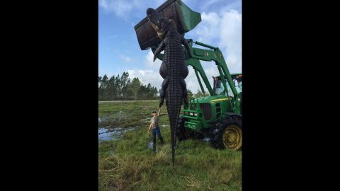 The alligator was hunted in Florida on Saturday.