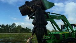 Station Notes/Scripts:    A giant gator killed during a guided hunt on a Florida farm could be one of the largest on record in the state.