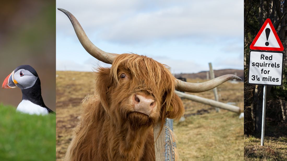 Wildlife fans will enjoy the fauna on the NC500, with attractions ranging from Highland cattle, red kites and sea eagles to puffins, red squirrels and otters. Binoculars and a telephoto lens are indispensible.