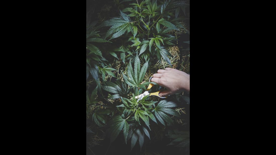 The sisters grow potent varieties of medical marijuana they say are rich in cannabidiols, the chemicals thought to reduce nausea, suppress seizures, lower inflammation and help with anxiety and depression. 