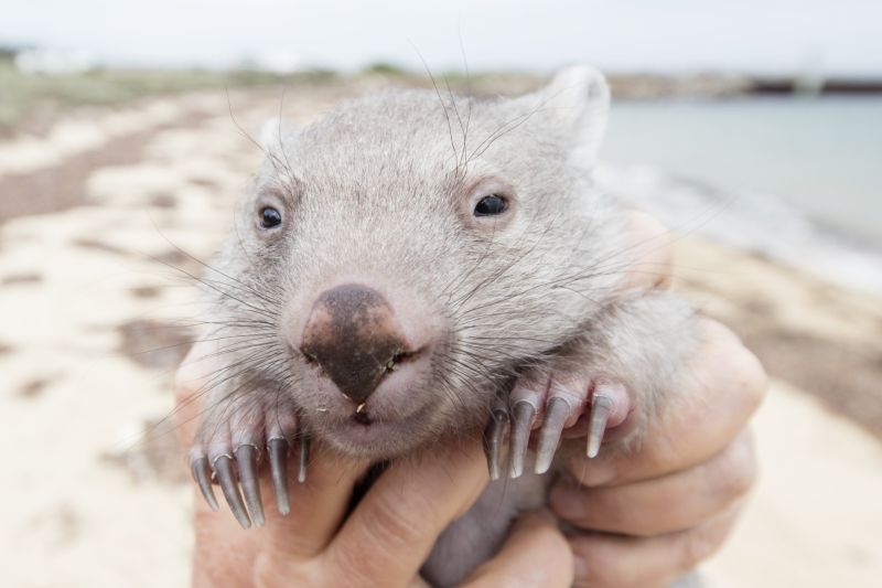 baby wombat