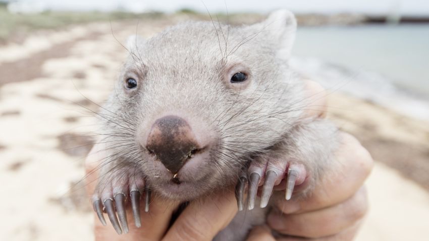 Tourism Australia is holding an in internet contest (open only to Australian residents) for a to Flinders Island for 2-adults and cuddle time with Derek the Wombat, an 8-month old Wombat that was rescued from his mothers pouch after she was hit by a car in December 2015 and is under the care of a woman named Kate Mooney who lives on Flinders Island.Mandatory courtesy: Sean Scott Photography courtesy of Tourism Tasmania