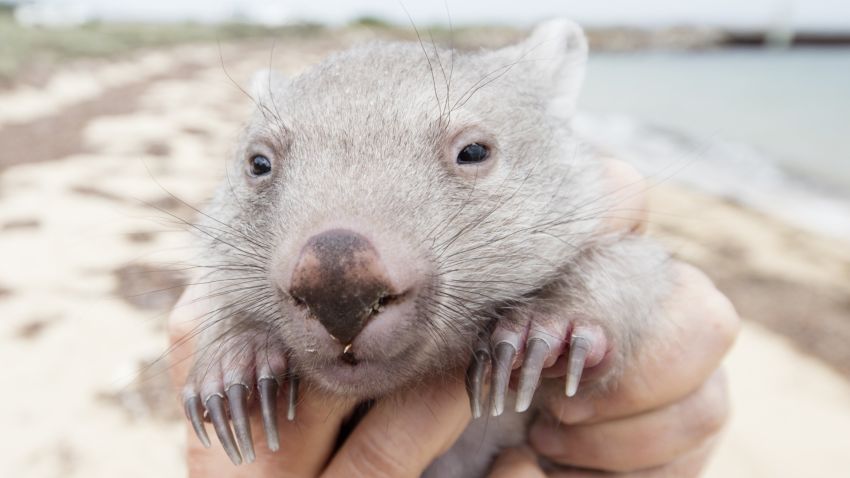 Tourism Australia is holding an in internet contest (open only to Australian residents) for a to Flinders Island for 2-adults and cuddle time with Derek the Wombat, an 8-month old Wombat that was rescued from his mothers pouch after she was hit by a car in December 2015 and is under the care of a woman named Kate Mooney who lives on Flinders Island.

Mandatory courtesy: Sean Scott Photography courtesy of Tourism Tasmania