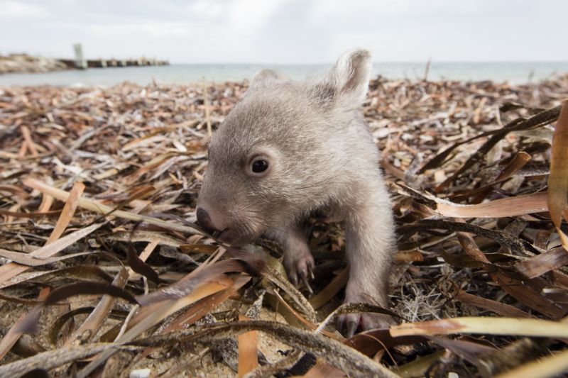 Wombat poop Scientists have finally discovered why it s cubed CNN