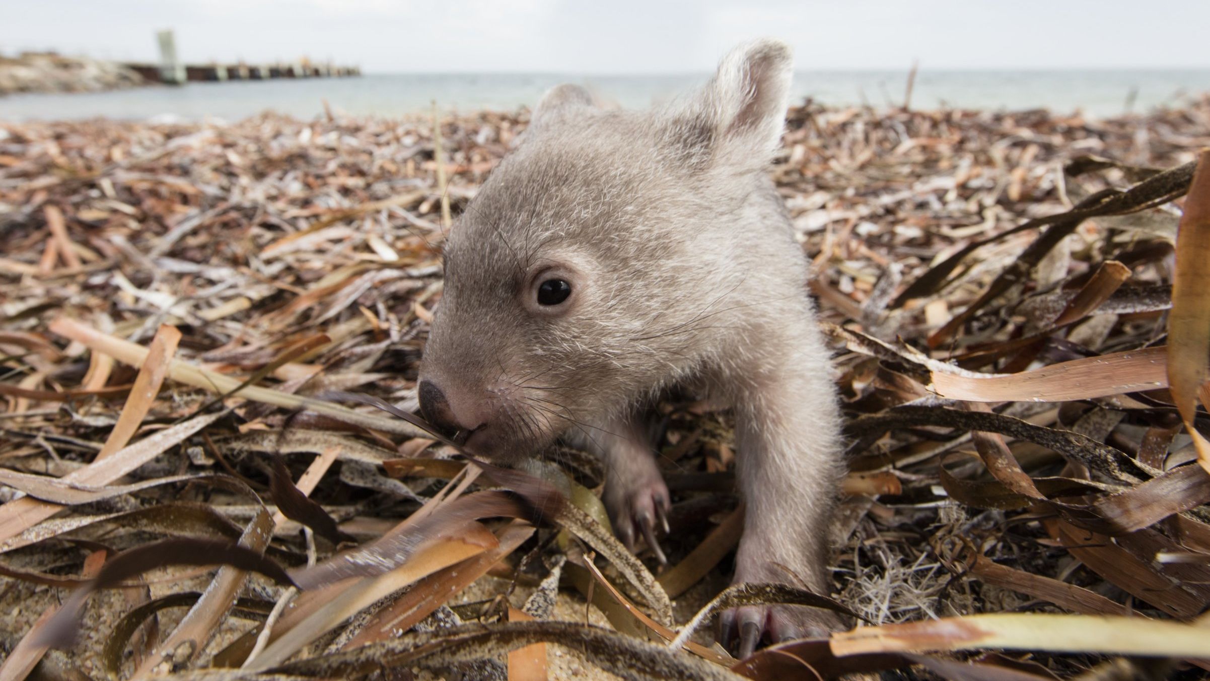 An image of then eight-month old Derek the Wombat who was rescued from his mother's pouch after she was hit by a car in December 2015.