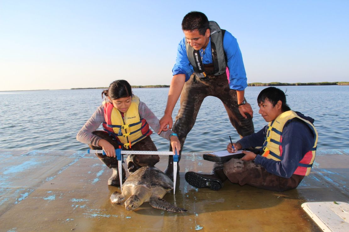 Ocean Discovery Institute students measure a sea turtle.