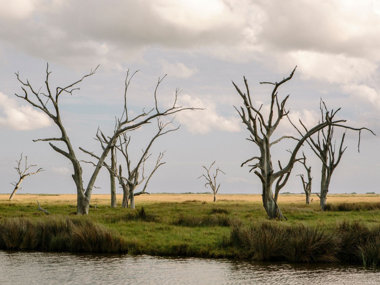 The landscape of coastal Louisiana is marked with "ghost trees" that have fallen victim to saltwater intrusion.