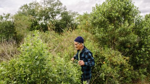 Roosevelt "Rooster" Falgout walks through thick underbrush on an island that has lost 98% of its land since the mid-1950s.