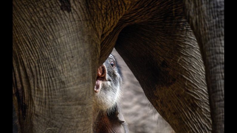 A newborn elephant explores its enclosure at the Prague Zoo in the Czech Republic on Wednesday, April 6.
