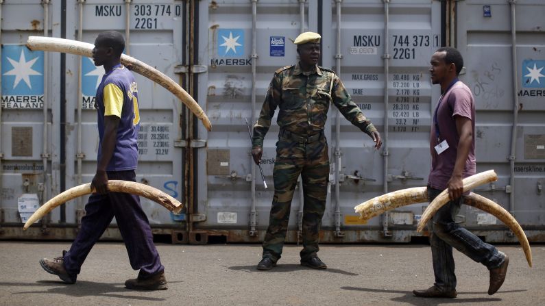 An officer of the Kenya Wildlife Service watches workers carry tusks at the agency's headquarters in Nairobi on Monday, April 4. Later this month, the agency will burn 105 tons of ivory to discourage poaching.