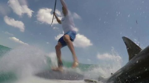 man knocked off paddle board by shark pkg_00001118.jpg