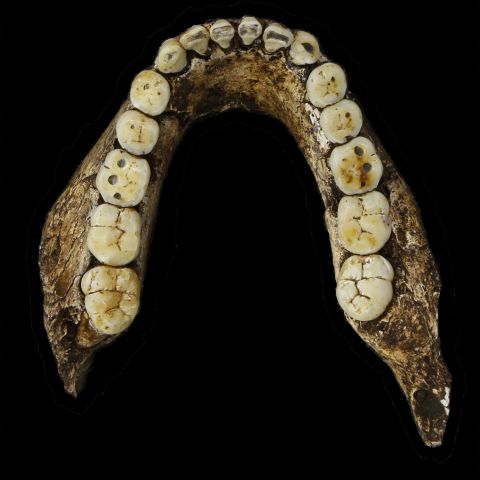 Homo naledi's teeth were small, and described as in-keeping with the genus Homo. 