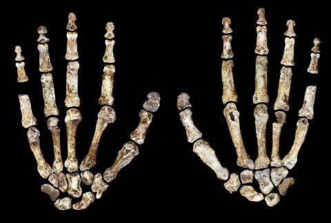 The ancient human also had curved ape-like fingers, which could have been used for climbing.