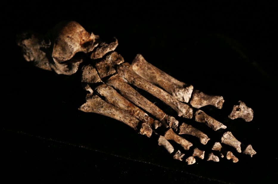 It's feet are "virtually indistinguishable from those of modern humans," said Dr William Harcourt-Smith of Lehman College, City University of New York. This, combined with long slender legs, mean the species may have been capable of walking vast distances. 