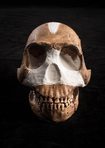 The fossils of Homo naledi were found in Rising Star Cave, South Africa, in 2013. The treasure trove of bones belonged to at least 15 individuals -- eight children, five adults, and two adolescents.