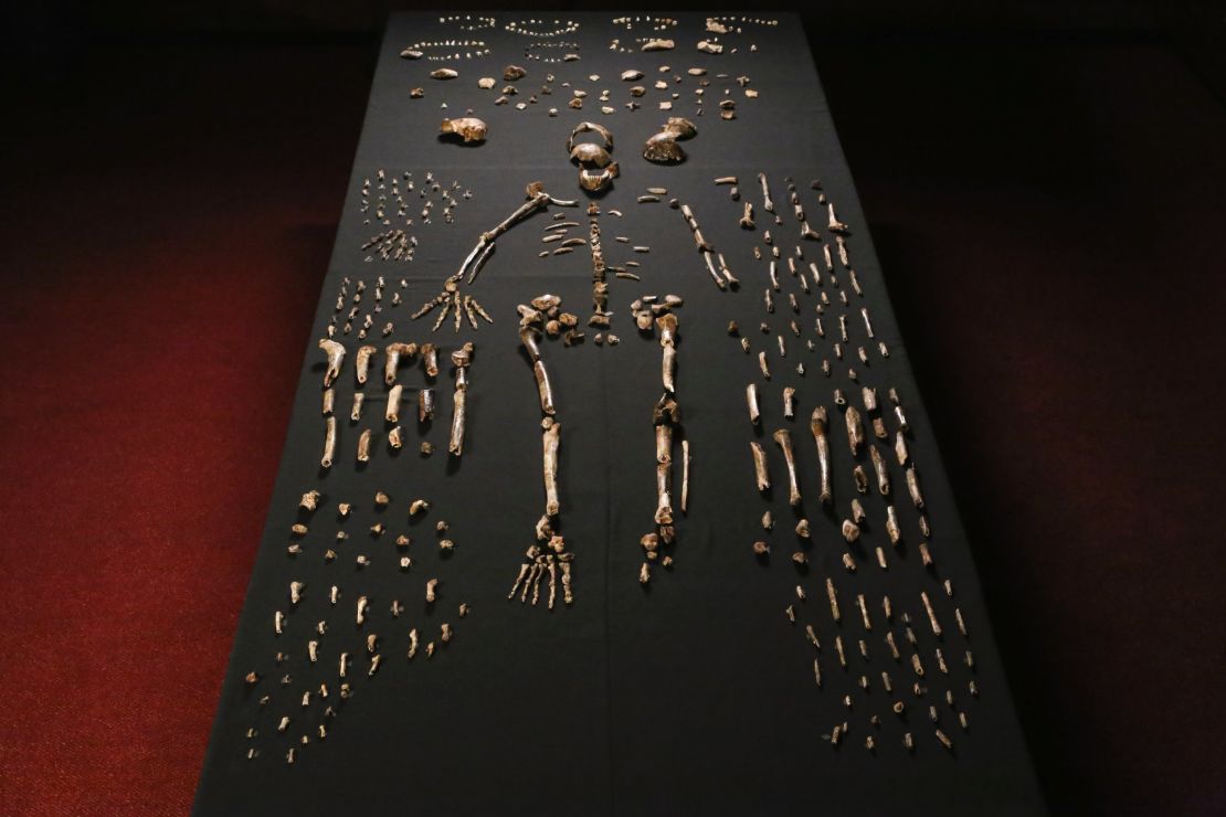 1,700 bones and teeth retrieved from a nearly inaccessible cave near Johannesburg show the skeleton of Homo naledi, pictured in the Wits bone vault at the Evolutionary Studies Institute at the University of the Witwatersrand.